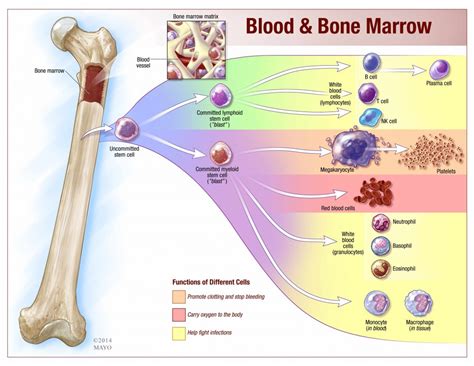 low monocyte count mayo clinic.